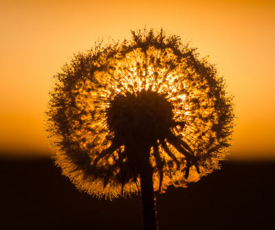 <i class='fa fa-user'></i>&nbsp;Truus Aletta Maan&nbsp;|  Paardenbloem&nbsp; <i class='fa fa-eye'>&nbsp;57</i> &nbsp;<i class='fa fa-thumbs-up'>&nbsp;6</i> &nbsp; <i class='fa fa-comment-o'>&nbsp;5</i>