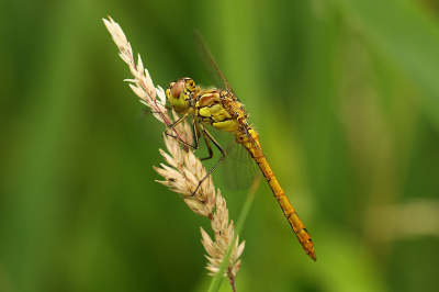<i class='fa fa-user'></i>&nbsp;frbeuming&nbsp;|  Steenrode Heidelibel&nbsp; <i class='fa fa-eye'>&nbsp;48</i> &nbsp;<i class='fa fa-thumbs-up'>&nbsp;1</i> &nbsp; <i class='fa fa-comment-o'>&nbsp;2</i>