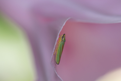 <i class='fa fa-user'></i>&nbsp;Gert-Jan Cromwijk&nbsp;|  Rhododendroncicade&nbsp; <i class='fa fa-eye'>&nbsp;119</i> &nbsp;<i class='fa fa-thumbs-up'>&nbsp;12</i> &nbsp; <i class='fa fa-comment-o'>&nbsp;9</i>