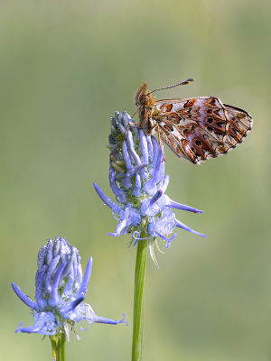 <i class='fa fa-user'></i>&nbsp;Mignon-Creative&nbsp;|  Titania's Parelmoervlinder&nbsp; <i class='fa fa-eye'>&nbsp;80</i> &nbsp;<i class='fa fa-thumbs-up'>&nbsp;5</i> &nbsp; <i class='fa fa-comment-o'>&nbsp;3</i>