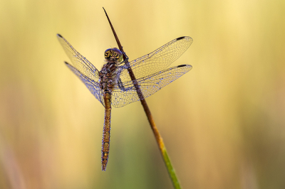 <i class='fa fa-user'></i>&nbsp;Bertus&nbsp;|  Steenrode Heidelibel&nbsp; <i class='fa fa-eye'>&nbsp;69</i> &nbsp;<i class='fa fa-thumbs-up'>&nbsp;7</i> &nbsp; <i class='fa fa-comment-o'>&nbsp;6</i>