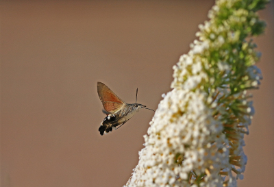 <i class='fa fa-user'></i>&nbsp;Cor&nbsp;|  Kolibrievlinder&nbsp; <i class='fa fa-eye'>&nbsp;80</i> &nbsp;<i class='fa fa-thumbs-up'>&nbsp;3</i> &nbsp; <i class='fa fa-comment-o'>&nbsp;5</i>