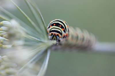 <i class='fa fa-user'></i>&nbsp;Paul Vandebroek&nbsp;|  Koninginnenpage&nbsp; <i class='fa fa-eye'>&nbsp;80</i> &nbsp;<i class='fa fa-thumbs-up'>&nbsp;7</i> &nbsp; <i class='fa fa-comment-o'>&nbsp;5</i>