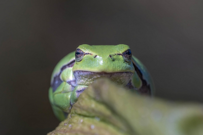 <i class='fa fa-user'></i>&nbsp;harrie69&nbsp;|  Europese Boomkikker&nbsp; <i class='fa fa-eye'>&nbsp;85</i> &nbsp; <i class='fa fa-comment-o'>&nbsp;3</i>