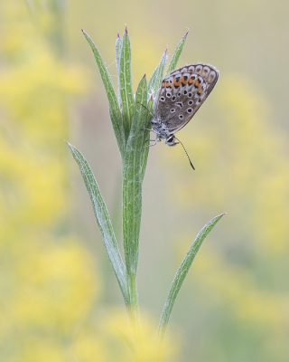 <i class='fa fa-user'></i>&nbsp;Johan van Gurp&nbsp;|  Heideblauwtje&nbsp; <i class='fa fa-eye'>&nbsp;74</i> &nbsp;<i class='fa fa-thumbs-up'>&nbsp;7</i> &nbsp; <i class='fa fa-comment-o'>&nbsp;5</i>