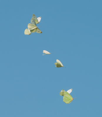 <i class='fa fa-user'></i>&nbsp;pietwil&nbsp;|  Citroenvlinder&nbsp; <i class='fa fa-eye'>&nbsp;108</i> &nbsp;<i class='fa fa-thumbs-up'>&nbsp;10</i> &nbsp; <i class='fa fa-comment-o'>&nbsp;6</i>