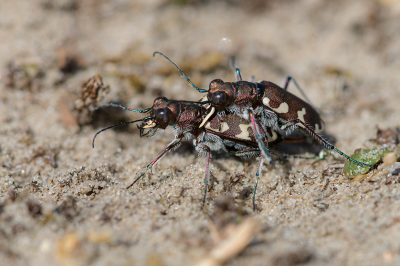 <i class='fa fa-user'></i>&nbsp;Willem Verhagen&nbsp;|  Bastaardzandloopkever&nbsp; <i class='fa fa-eye'>&nbsp;90</i> &nbsp;<i class='fa fa-thumbs-up'>&nbsp;2</i> &nbsp; <i class='fa fa-comment-o'>&nbsp;3</i>