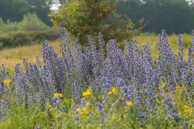 <i class='fa fa-user'></i>&nbsp;Willem Verhagen&nbsp;|  Slangenkruid&nbsp; <i class='fa fa-eye'>&nbsp;77</i> &nbsp; <i class='fa fa-comment-o'>&nbsp;2</i>