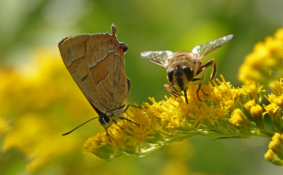 <i class='fa fa-user'></i>&nbsp;nelappelmelk&nbsp;|  Sleedoornpage&nbsp; <i class='fa fa-eye'>&nbsp;99</i> &nbsp;<i class='fa fa-thumbs-up'>&nbsp;6</i> &nbsp; <i class='fa fa-comment-o'>&nbsp;7</i>