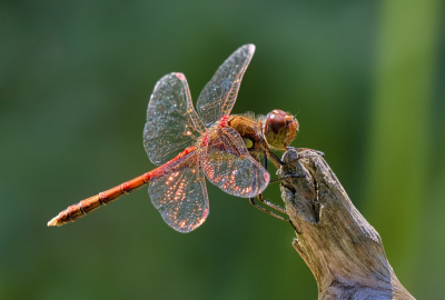 <i class='fa fa-user'></i>&nbsp;janvangastel&nbsp;|  Bruinrode Heidelibel&nbsp; <i class='fa fa-eye'>&nbsp;75</i> &nbsp;<i class='fa fa-thumbs-up'>&nbsp;3</i> &nbsp; <i class='fa fa-comment-o'>&nbsp;4</i>