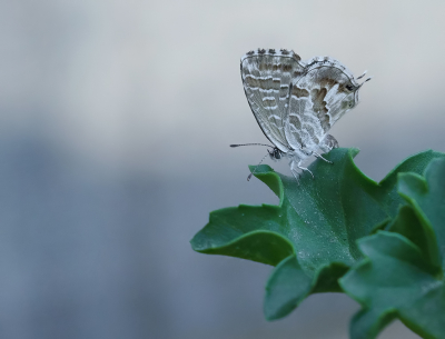 <i class='fa fa-user'></i>&nbsp;Jurgen Maassen&nbsp;|  Geraniumblauwtje&nbsp; <i class='fa fa-eye'>&nbsp;120</i> &nbsp;<i class='fa fa-thumbs-up'>&nbsp;10</i> &nbsp; <i class='fa fa-comment-o'>&nbsp;3</i>