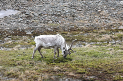 <i class='fa fa-user'></i>&nbsp;Henk Baptist&nbsp;|  Rendier&nbsp; <i class='fa fa-eye'>&nbsp;114</i> &nbsp;<i class='fa fa-thumbs-up'>&nbsp;1</i> &nbsp; <i class='fa fa-comment-o'>&nbsp;5</i>