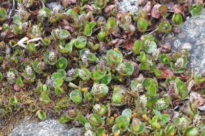 <i class='fa fa-user'></i>&nbsp;Henk Baptist&nbsp;|  Poolwilg&nbsp; <i class='fa fa-eye'>&nbsp;91</i> &nbsp;<i class='fa fa-thumbs-up'>&nbsp;3</i> &nbsp; <i class='fa fa-comment-o'>&nbsp;4</i>