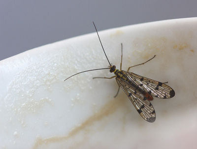 <i class='fa fa-user'></i>&nbsp;Paul Vandebroek&nbsp;|  Duitse Schorpioenvlieg&nbsp; <i class='fa fa-eye'>&nbsp;72</i> &nbsp; <i class='fa fa-comment-o'>&nbsp;6</i>