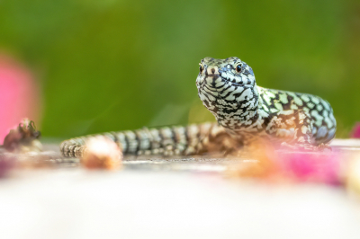 Er zaten veel muurhagedissen bij ons huisje. Op een mooie manier vastleggen viel nog niet mee omdat ze heel schuw waren. Deze zat op een muurtje en heb de camera op de zitting van een stoel laten rusten om op gelijke hoogte te komen met de hagedis en gewacht totdat hij me aankeek.