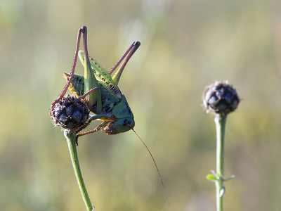 <i class='fa fa-user'></i>&nbsp;Mignon-Creative&nbsp;|  Wrattenbijter&nbsp; <i class='fa fa-eye'>&nbsp;69</i> &nbsp;<i class='fa fa-thumbs-up'>&nbsp;2</i> &nbsp; <i class='fa fa-comment-o'>&nbsp;1</i>