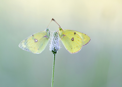 <i class='fa fa-user'></i>&nbsp;Tom&nbsp;|  Gele Luzernevlinder&nbsp; <i class='fa fa-eye'>&nbsp;144</i> &nbsp;<i class='fa fa-thumbs-up'>&nbsp;15</i> &nbsp; <i class='fa fa-comment-o'>&nbsp;8</i>