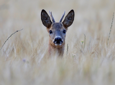 <i class='fa fa-user'></i>&nbsp;jeb&nbsp;|  Ree&nbsp; <i class='fa fa-eye'>&nbsp;120</i> &nbsp;<i class='fa fa-thumbs-up'>&nbsp;3</i> &nbsp; <i class='fa fa-comment-o'>&nbsp;8</i>