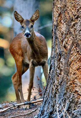 <i class='fa fa-user'></i>&nbsp;robert-jan&nbsp;|  Ree&nbsp; <i class='fa fa-eye'>&nbsp;97</i> &nbsp;<i class='fa fa-thumbs-up'>&nbsp;4</i> &nbsp; <i class='fa fa-comment-o'>&nbsp;2</i>