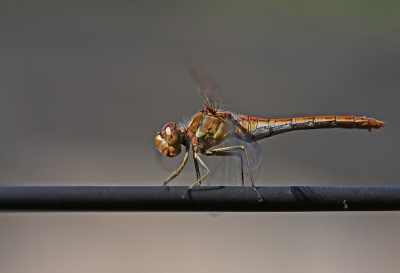 <i class='fa fa-user'></i>&nbsp;Cor&nbsp;|  Steenrode Heidelibel&nbsp; <i class='fa fa-eye'>&nbsp;88</i> &nbsp;<i class='fa fa-thumbs-up'>&nbsp;11</i> &nbsp; <i class='fa fa-comment-o'>&nbsp;12</i>