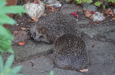 <i class='fa fa-user'></i>&nbsp;nelappelmelk&nbsp;|  Egel&nbsp; <i class='fa fa-eye'>&nbsp;128</i> &nbsp; <i class='fa fa-comment-o'>&nbsp;9</i>