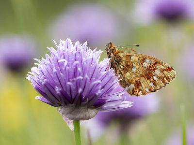 <i class='fa fa-user'></i>&nbsp;Mignon-Creative&nbsp;|  Herdersparelmoervlinder&nbsp; <i class='fa fa-eye'>&nbsp;79</i> &nbsp;<i class='fa fa-thumbs-up'>&nbsp;7</i> &nbsp; <i class='fa fa-comment-o'>&nbsp;5</i>