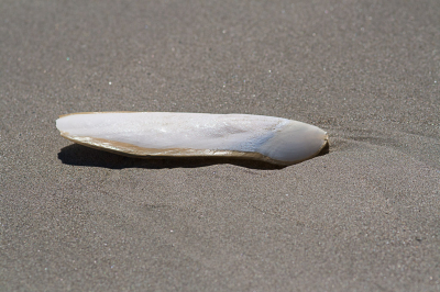 <i class='fa fa-user'></i>&nbsp;susan meijnders&nbsp;|  Zeekat sp.&nbsp; <i class='fa fa-eye'>&nbsp;89</i> &nbsp; <i class='fa fa-comment-o'>&nbsp;10</i>