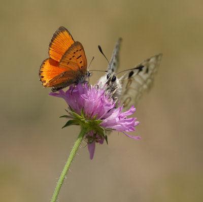 <i class='fa fa-user'></i>&nbsp;Jurgen Maassen&nbsp;|  Morgenrood&nbsp; <i class='fa fa-eye'>&nbsp;107</i> &nbsp;<i class='fa fa-thumbs-up'>&nbsp;7</i> &nbsp; <i class='fa fa-comment-o'>&nbsp;4</i>