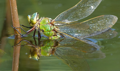 <i class='fa fa-user'></i>&nbsp;David Ruijs&nbsp;|  Grote Keizerlibel&nbsp; <i class='fa fa-eye'>&nbsp;76</i> &nbsp;<i class='fa fa-thumbs-up'>&nbsp;6</i> &nbsp; <i class='fa fa-comment-o'>&nbsp;8</i>