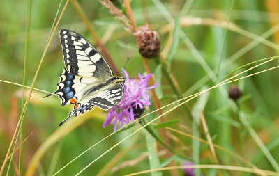 Twee van deze prachtige vlinders vlogen rond op een inmiddels toen al redelijk verdort weilandje.  Het was midden op de dag dus ze waren heel actief.  Prachtig om mee te maken.  De foto is matig natuurlijk maar ben er zo blij mee dat ik hem toch wil laten zien.