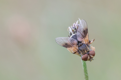 <i class='fa fa-user'></i>&nbsp;Johan van Gurp&nbsp;|  Ectophasia crassipennis&nbsp; <i class='fa fa-eye'>&nbsp;56</i> &nbsp;<i class='fa fa-thumbs-up'>&nbsp;2</i> &nbsp; <i class='fa fa-comment-o'>&nbsp;3</i>