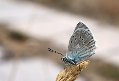 <i class='fa fa-user'></i>&nbsp;jaapoosterhuis&nbsp;|  Getand Blauwtje&nbsp; <i class='fa fa-eye'>&nbsp;59</i> &nbsp;<i class='fa fa-thumbs-up'>&nbsp;4</i> &nbsp; <i class='fa fa-comment-o'>&nbsp;1</i>