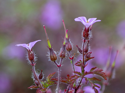 <i class='fa fa-user'></i>&nbsp;Mignon-Creative&nbsp;|  Klein Robertskruid&nbsp; <i class='fa fa-eye'>&nbsp;76</i> &nbsp;<i class='fa fa-thumbs-up'>&nbsp;9</i> &nbsp; <i class='fa fa-comment-o'>&nbsp;5</i>