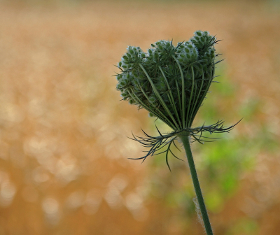 <i class='fa fa-user'></i>&nbsp;Tineke Strijbosch&nbsp;|  Peen&nbsp; <i class='fa fa-eye'>&nbsp;54</i> &nbsp; <i class='fa fa-comment-o'>&nbsp;3</i>