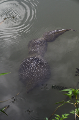 <i class='fa fa-user'></i>&nbsp;liesbeth van vliet&nbsp;|  Waterzakmosdiertje&nbsp; <i class='fa fa-eye'>&nbsp;147</i> &nbsp; <i class='fa fa-comment-o'>&nbsp;2</i>