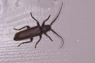 <i class='fa fa-user'></i>&nbsp;Gert-Jan Cromwijk&nbsp;|  Bruine Grootoogboktor&nbsp; <i class='fa fa-eye'>&nbsp;46</i> &nbsp;<i class='fa fa-thumbs-up'>&nbsp;1</i> &nbsp; <i class='fa fa-comment-o'>&nbsp;0</i>