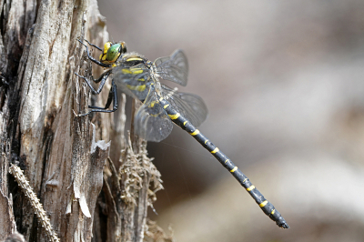 <i class='fa fa-user'></i>&nbsp;David Ruijs&nbsp;|  Gewone Bronlibel&nbsp; <i class='fa fa-eye'>&nbsp;55</i> &nbsp;<i class='fa fa-thumbs-up'>&nbsp;5</i> &nbsp; <i class='fa fa-comment-o'>&nbsp;3</i>