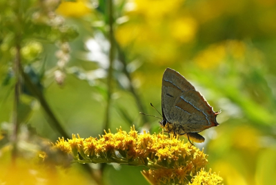 <i class='fa fa-user'></i>&nbsp;nelappelmelk&nbsp;|  Sleedoornpage&nbsp; <i class='fa fa-eye'>&nbsp;83</i> &nbsp;<i class='fa fa-thumbs-up'>&nbsp;7</i> &nbsp; <i class='fa fa-comment-o'>&nbsp;3</i>