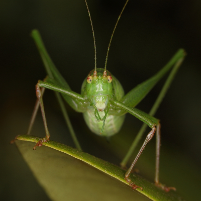 <i class='fa fa-user'></i>&nbsp;Sophie&nbsp;|  Struiksprinkhaan&nbsp; <i class='fa fa-eye'>&nbsp;54</i> &nbsp;<i class='fa fa-thumbs-up'>&nbsp;3</i> &nbsp; <i class='fa fa-comment-o'>&nbsp;1</i>