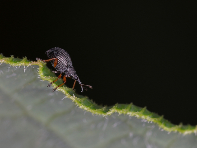 <i class='fa fa-user'></i>&nbsp;Sophie&nbsp;|  Protapion fulvipes&nbsp; <i class='fa fa-eye'>&nbsp;73</i> &nbsp;<i class='fa fa-thumbs-up'>&nbsp;7</i> &nbsp; <i class='fa fa-comment-o'>&nbsp;4</i>