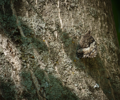 <i class='fa fa-user'></i>&nbsp;Jurgen Maassen&nbsp;|  Grote Boswachter&nbsp; <i class='fa fa-eye'>&nbsp;112</i> &nbsp;<i class='fa fa-thumbs-up'>&nbsp;6</i> &nbsp; <i class='fa fa-comment-o'>&nbsp;9</i>