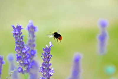 <i class='fa fa-user'></i>&nbsp;hesterb&nbsp;|  Steenhommel&nbsp; <i class='fa fa-eye'>&nbsp;79</i> &nbsp; <i class='fa fa-comment-o'>&nbsp;6</i>