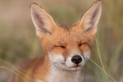 <i class='fa fa-user'></i>&nbsp;Eef Kieft&nbsp;|  Vos&nbsp; <i class='fa fa-eye'>&nbsp;104</i> &nbsp;<i class='fa fa-thumbs-up'>&nbsp;2</i> &nbsp; <i class='fa fa-comment-o'>&nbsp;2</i>