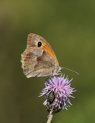 <i class='fa fa-user'></i>&nbsp;Ben Aalders&nbsp;|  Bruin Zandoogje&nbsp; <i class='fa fa-eye'>&nbsp;67</i> &nbsp;<i class='fa fa-thumbs-up'>&nbsp;3</i> &nbsp; <i class='fa fa-comment-o'>&nbsp;4</i>