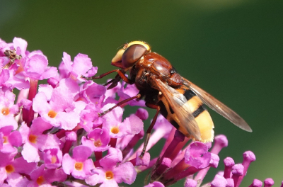 <i class='fa fa-user'></i>&nbsp;ko katsman&nbsp;|  Stadsreus&nbsp; <i class='fa fa-eye'>&nbsp;79</i> &nbsp;<i class='fa fa-thumbs-up'>&nbsp;2</i> &nbsp; <i class='fa fa-comment-o'>&nbsp;3</i>