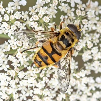 <i class='fa fa-user'></i>&nbsp;Johan van Gurp&nbsp;|  Doodskopzweefvlieg&nbsp; <i class='fa fa-eye'>&nbsp;53</i> &nbsp;<i class='fa fa-thumbs-up'>&nbsp;1</i> &nbsp; <i class='fa fa-comment-o'>&nbsp;3</i>