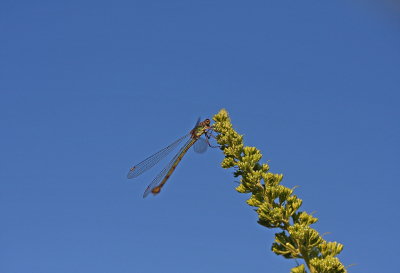 <i class='fa fa-user'></i>&nbsp;Cor&nbsp;|  Houtpantserjuffer&nbsp; <i class='fa fa-eye'>&nbsp;76</i> &nbsp; <i class='fa fa-comment-o'>&nbsp;3</i>