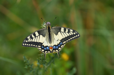 <i class='fa fa-user'></i>&nbsp;David Ruijs&nbsp;|  Koninginnenpage&nbsp; <i class='fa fa-eye'>&nbsp;87</i> &nbsp;<i class='fa fa-thumbs-up'>&nbsp;5</i> &nbsp; <i class='fa fa-comment-o'>&nbsp;4</i>