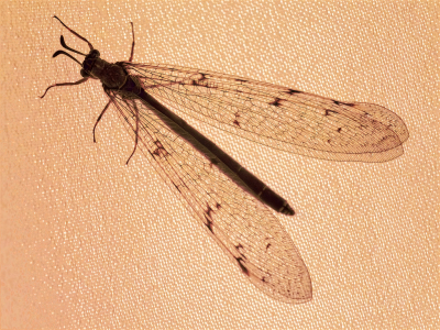 <i class='fa fa-user'></i>&nbsp;janvangastel&nbsp;|  Gevlekte Mierenleeuw&nbsp; <i class='fa fa-eye'>&nbsp;66</i> &nbsp;<i class='fa fa-thumbs-up'>&nbsp;3</i> &nbsp; <i class='fa fa-comment-o'>&nbsp;2</i>