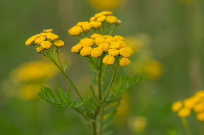 <i class='fa fa-user'></i>&nbsp;Willem Verhagen&nbsp;|  Boerenwormkruid&nbsp; <i class='fa fa-eye'>&nbsp;48</i> &nbsp; <i class='fa fa-comment-o'>&nbsp;1</i>